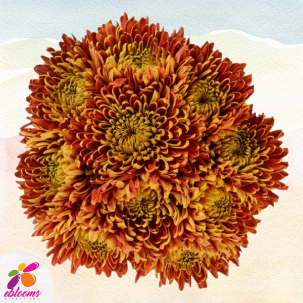 Chrysanthemum Bronze Blaze - EbloomsDirect – Eblooms Farm Direct Inc.