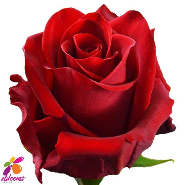 Royal Explorer Red Rose Variety