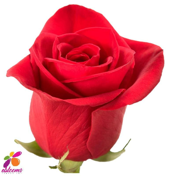 Hearts Red Rose Variety - EbloomsDirect – Eblooms Farm Direct Inc.