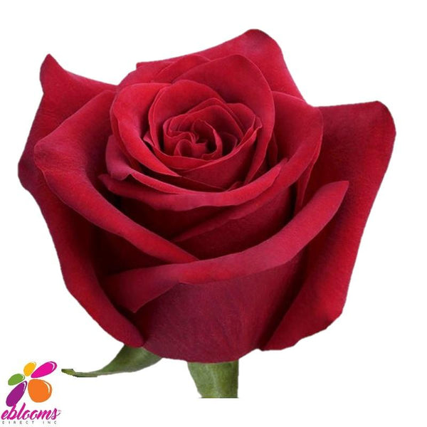 Hearts Red Rose Variety - EbloomsDirect – Eblooms Farm Direct Inc.