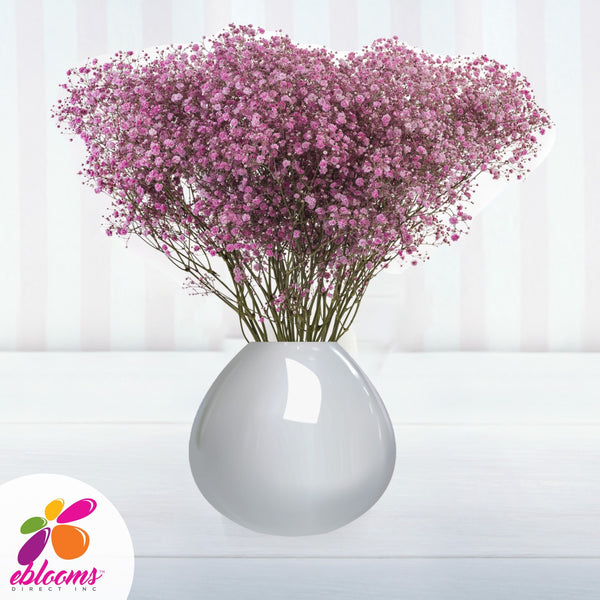 Baby's Breath Light Pink – Eblooms Farm Direct Inc.