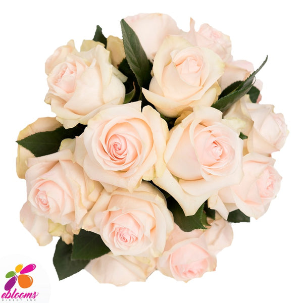 Pastella Roses – Eblooms Farm Direct Inc.