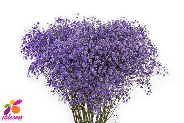 Baby's Breath Blue – Eblooms Farm Direct Inc.