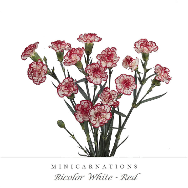 Carnations and Mini Carnation White - Peach – Eblooms Farm Direct Inc.