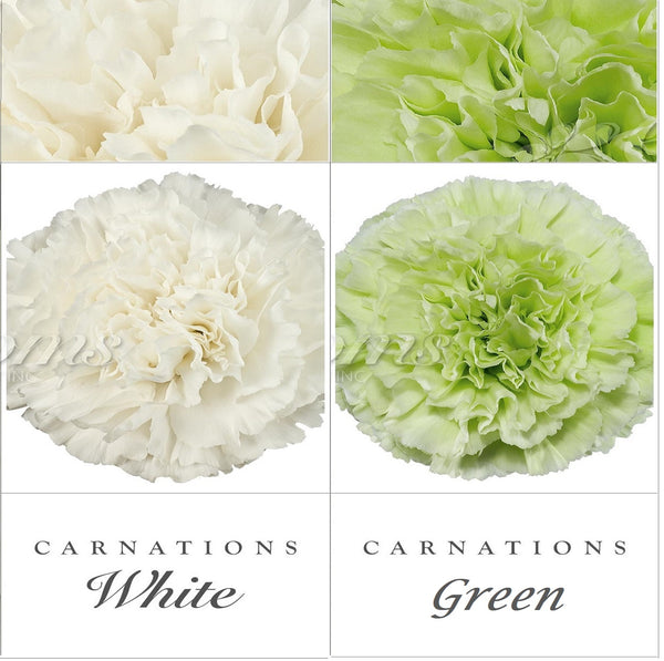 Carnations and Mini Carnation White - Peach – Eblooms Farm Direct Inc.