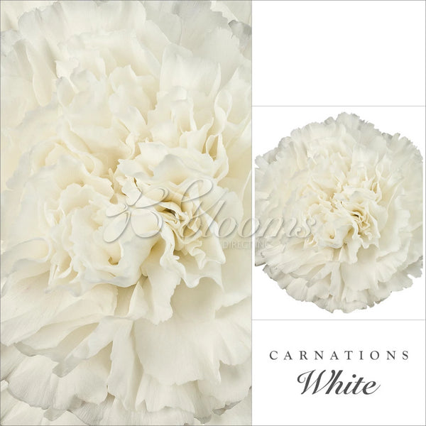 Carnations and Mini Carnation White - Peach – Eblooms Farm Direct Inc.