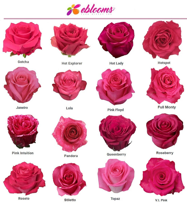 Hot Pink Assorted Roses