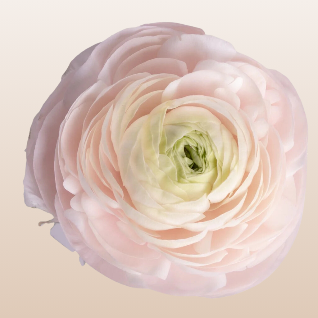 Ranunculus Blush Pink