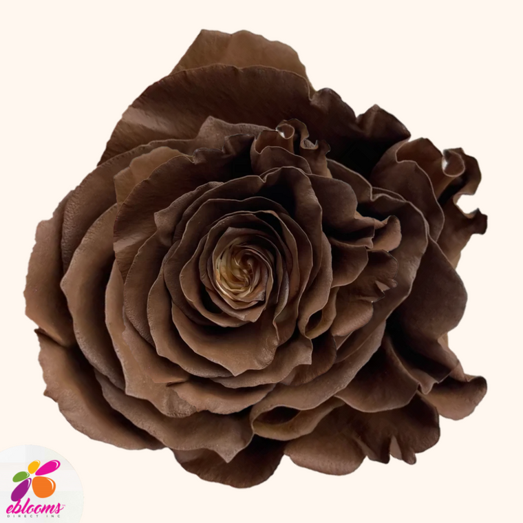 Dark Chocolate Tinted Roses