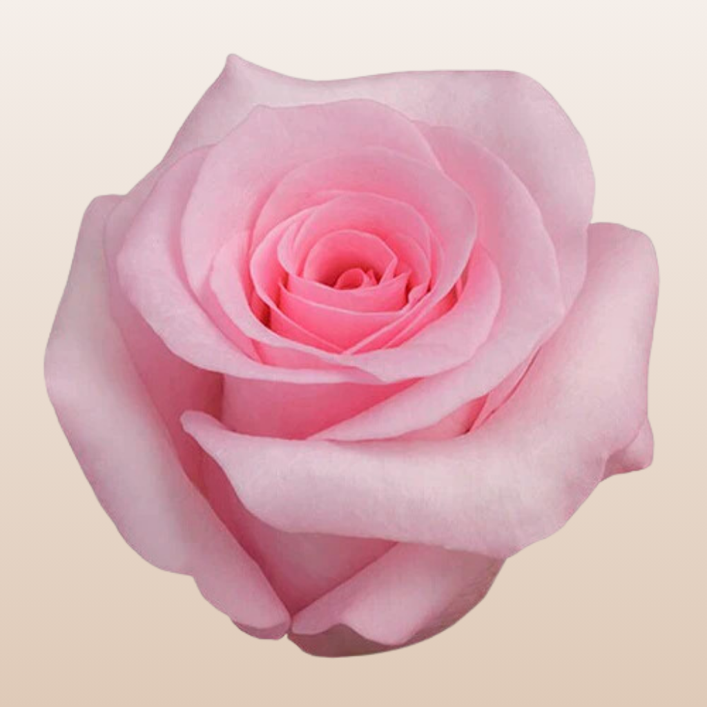 Blushing Akito Roses