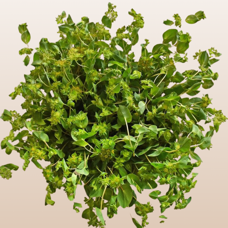 Bupleurum