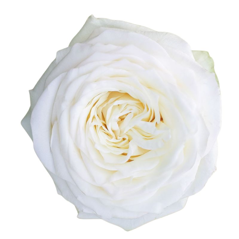 Candlle Light Rose By EbloomsDirect