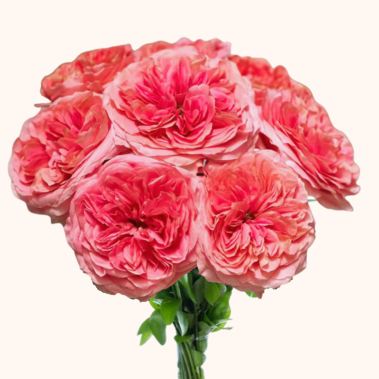 Candy Xpression garden Roses