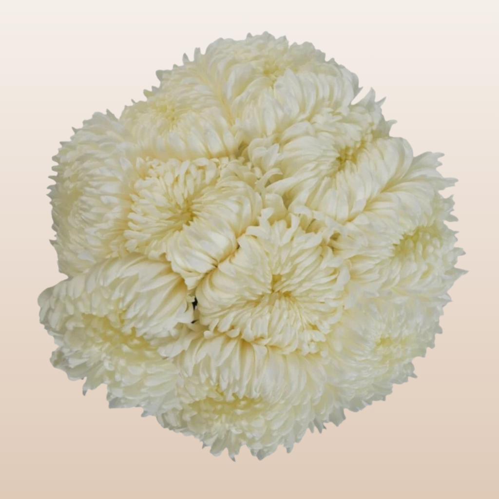 Chrysanthemum White Albatross