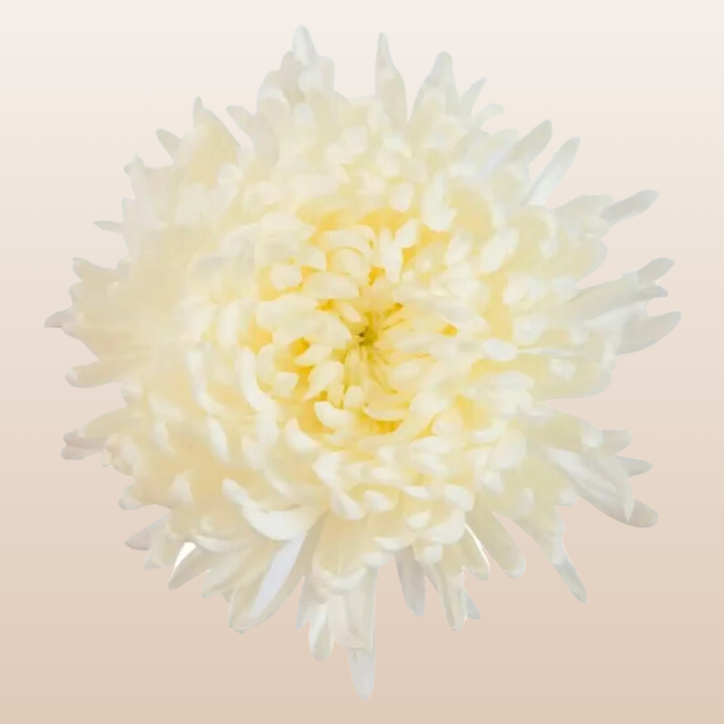 Chrysanthemum White Albatross