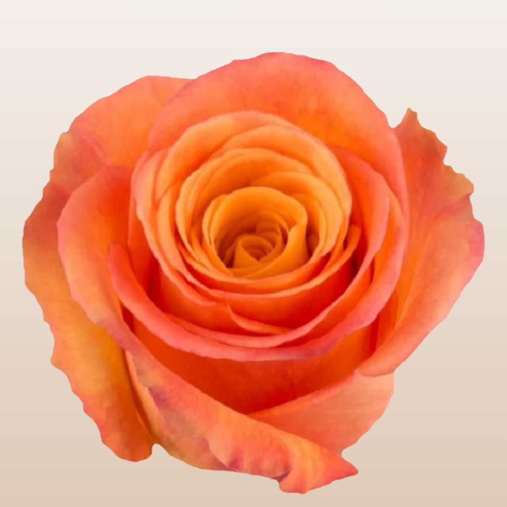 Confidential Roses