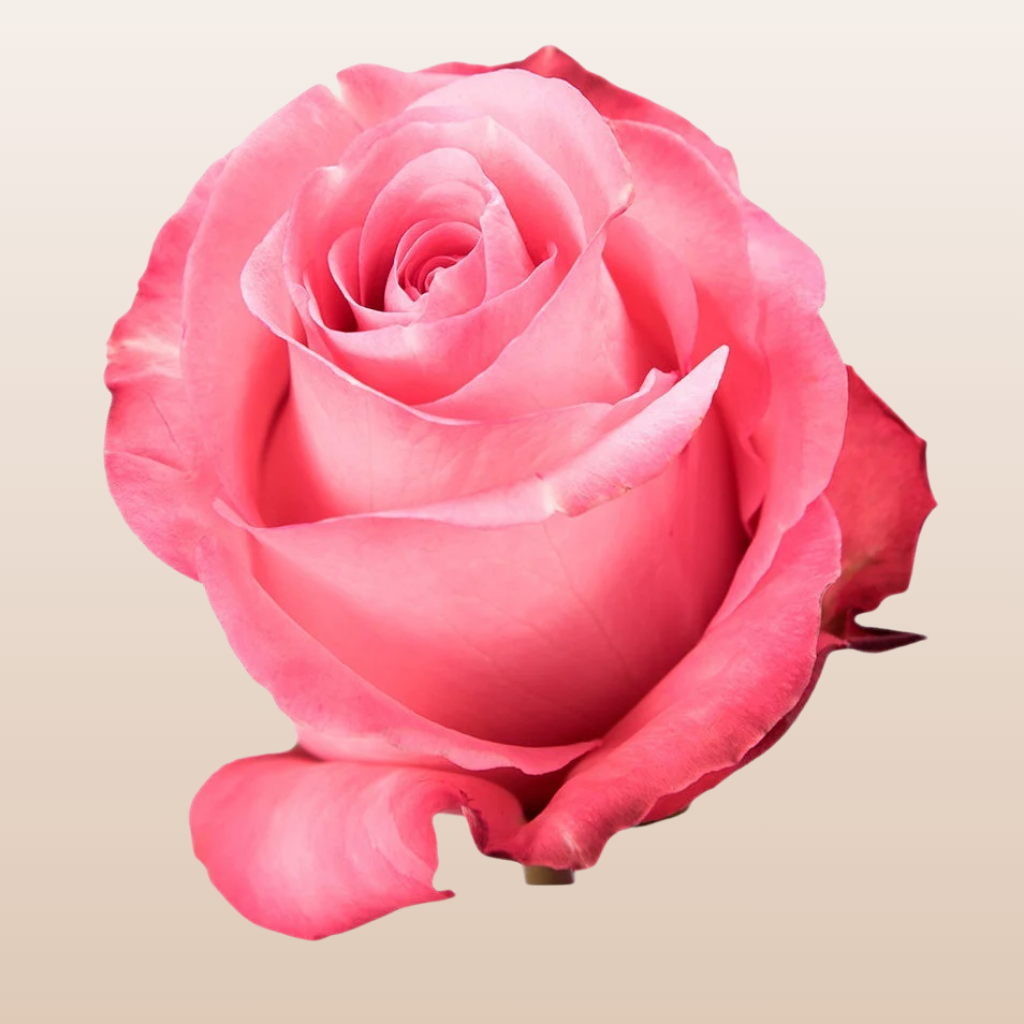 Conquista Roses