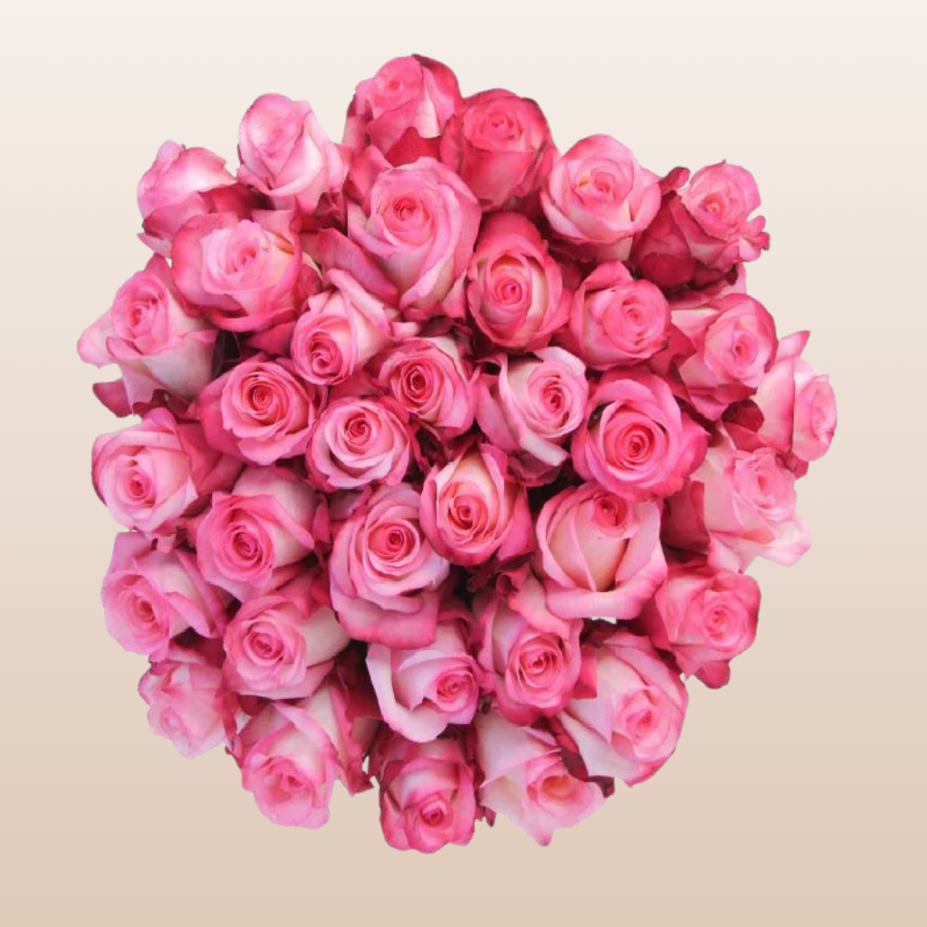 Conquista Roses