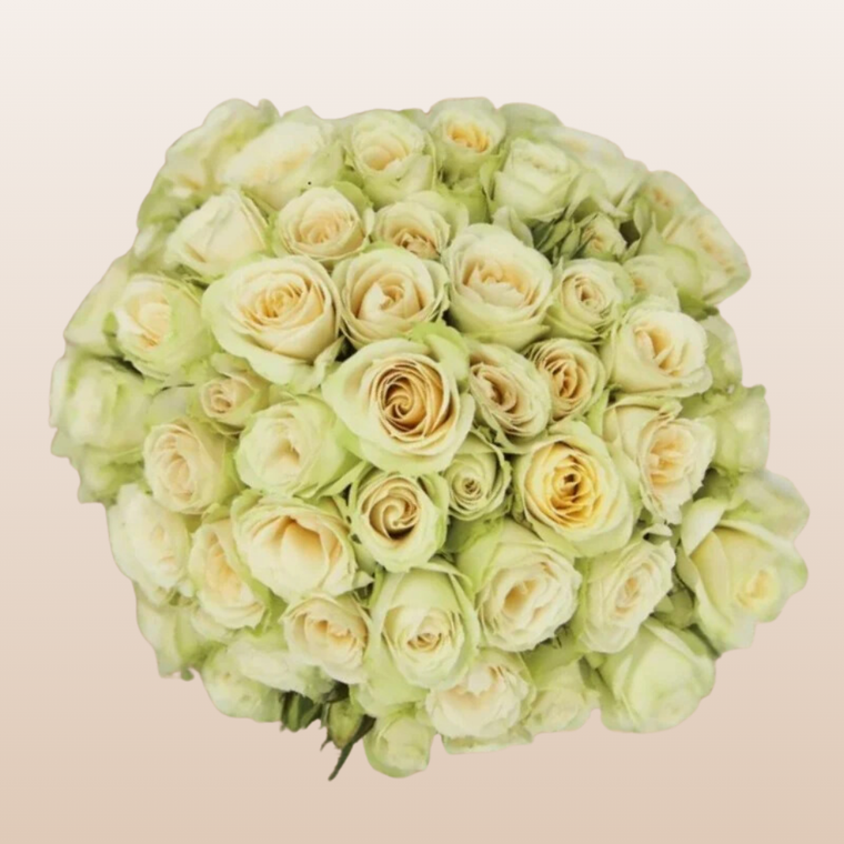 Cream Irishka Spray Roses