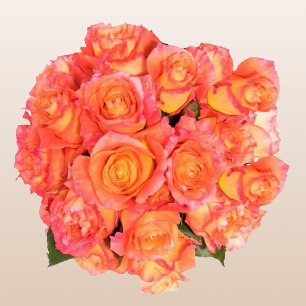 Free Spirit Roses