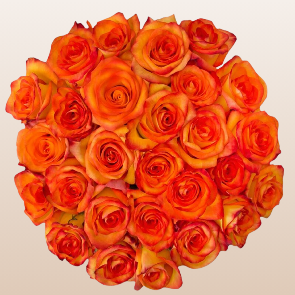 High & Magic Roses