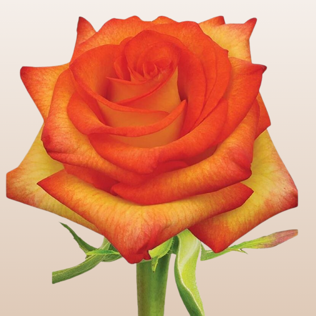 High & Magic Roses