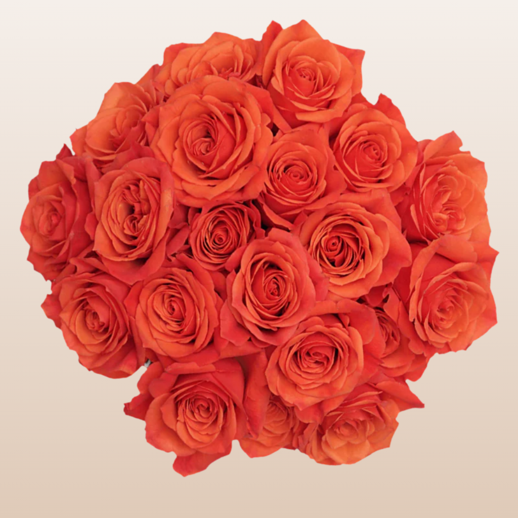 Hilux Roses