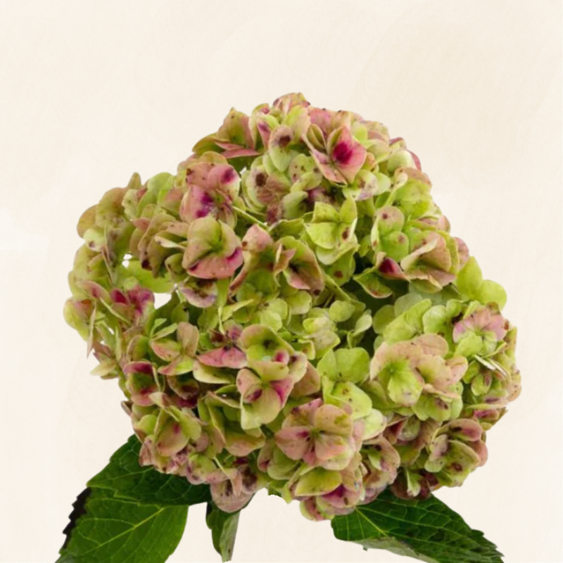 Hydrangeas Jumbo Antique Green