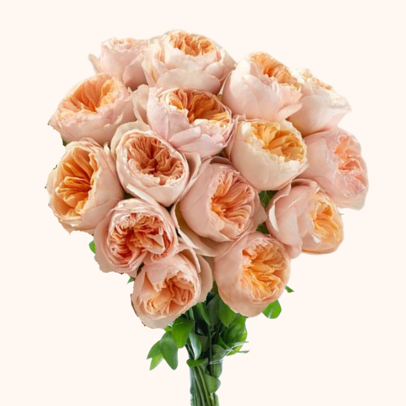 Juliet Peach  David Austin Garden Roses
