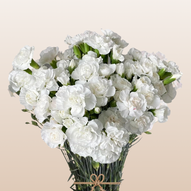 Mini Carnations White Nimbus