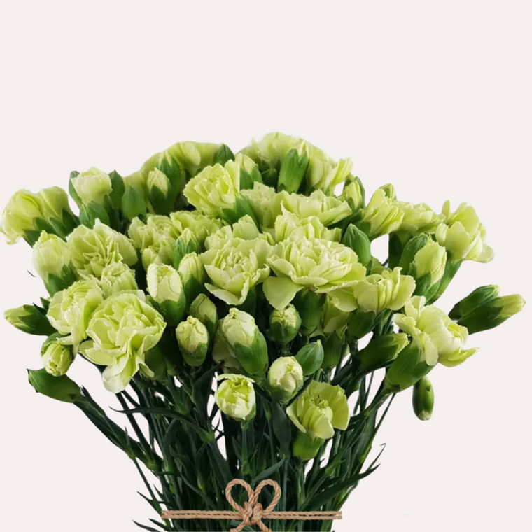 Mini Carnations Green Lagos