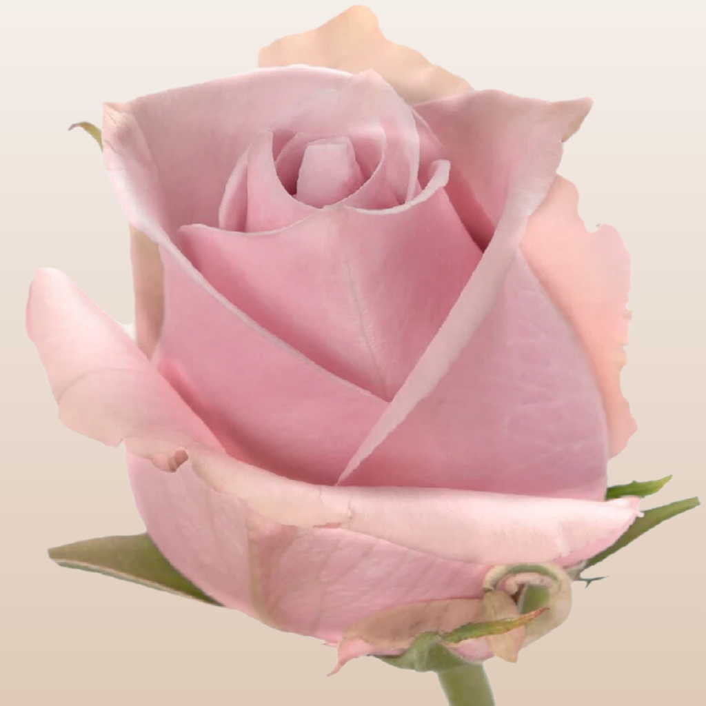 Nautica Roses