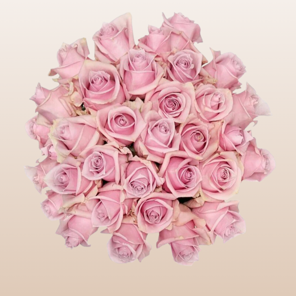 Nautica Roses