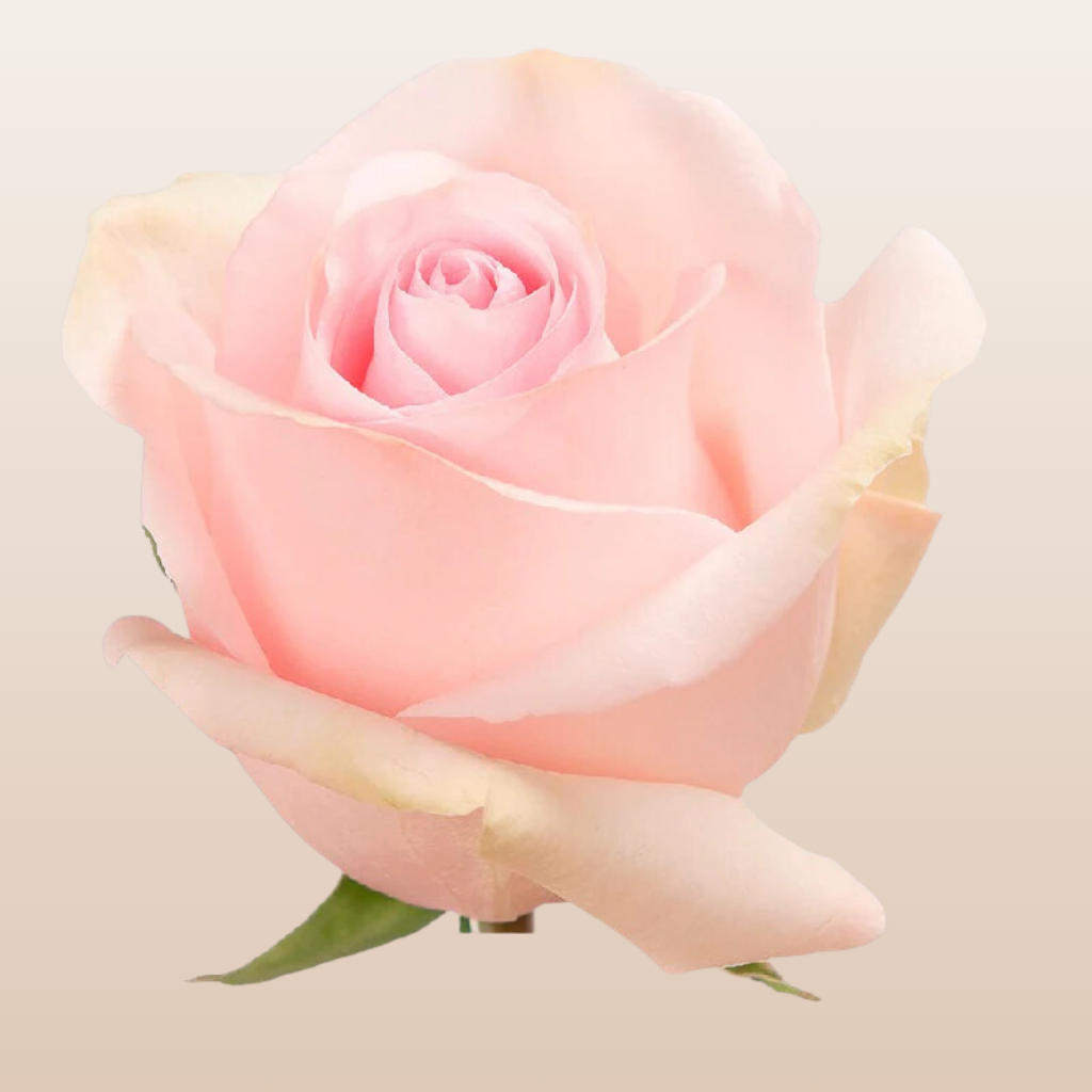 Nena Roses