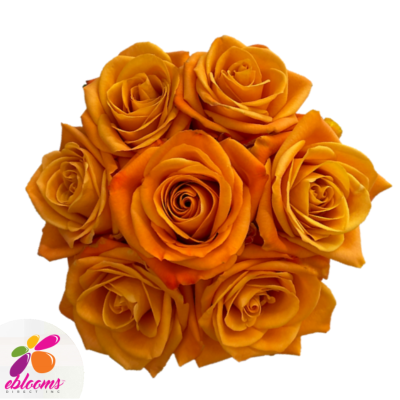 nexus Orange Rose Bunch - Eblooms