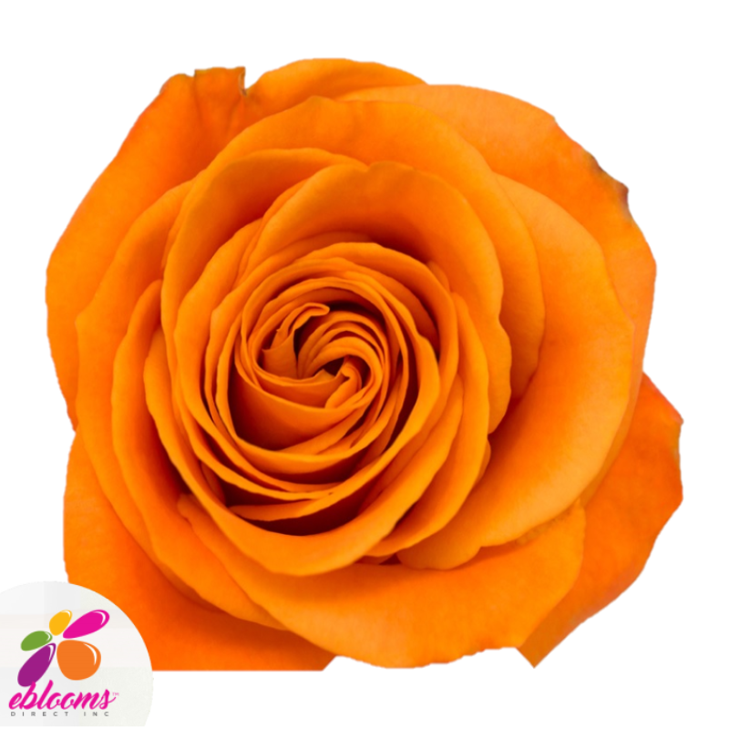 Nexus Orange Rose Variety - EbloomsDirect