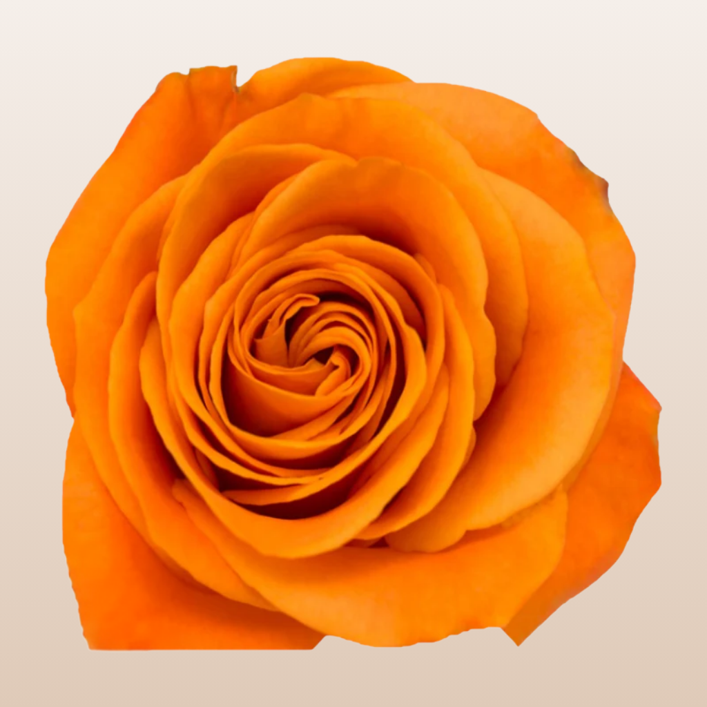 Nexus Roses