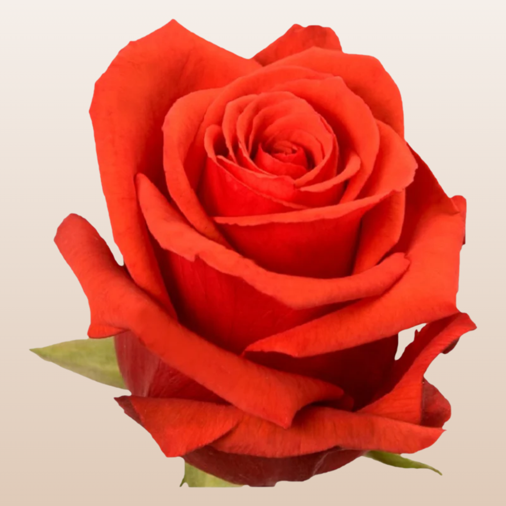 Nina Roses