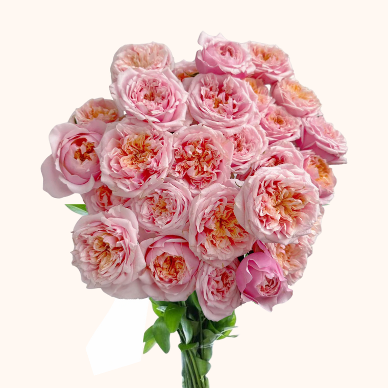 Notting Hill Garden Roses