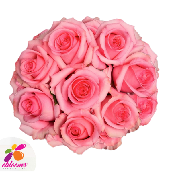 Opala Medium Pink Rose Variety - EbloomsDirect – Eblooms Farm Direct Inc.