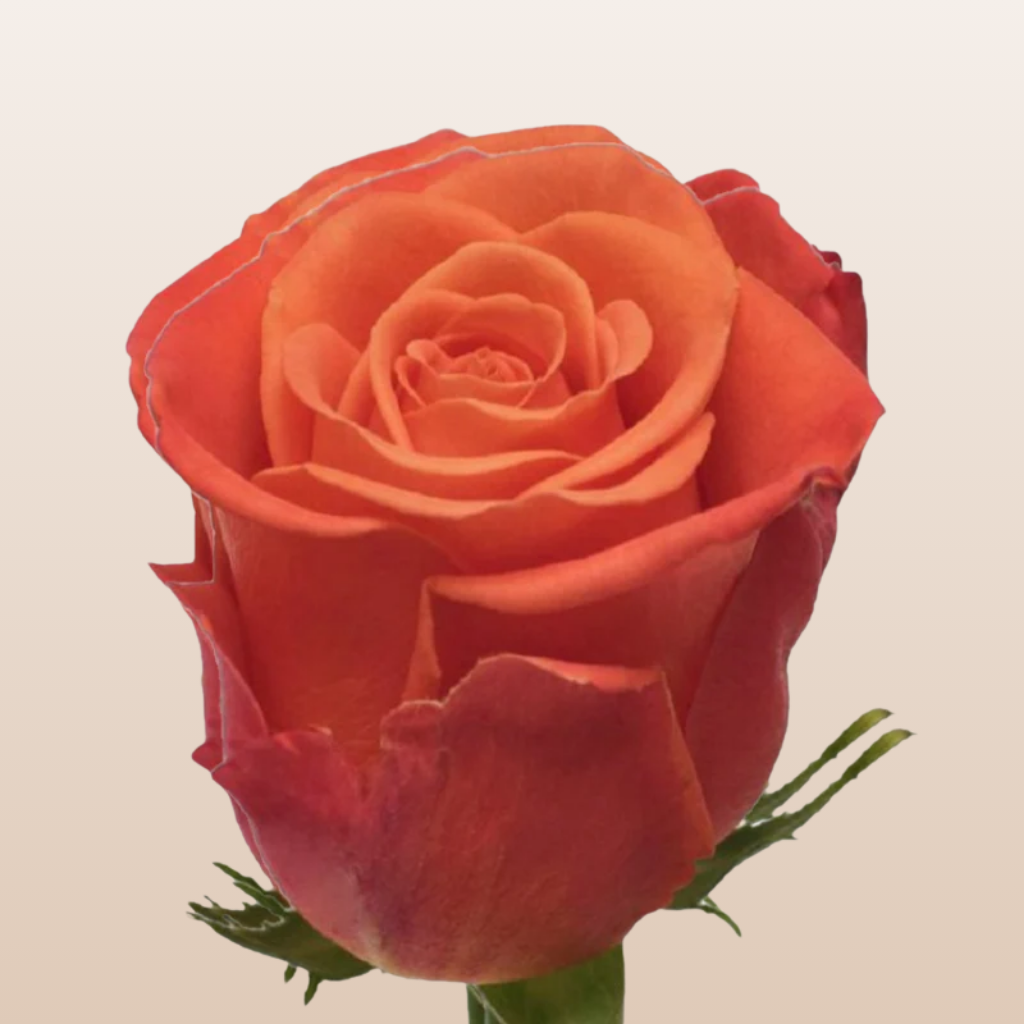 Orange Crush Roses