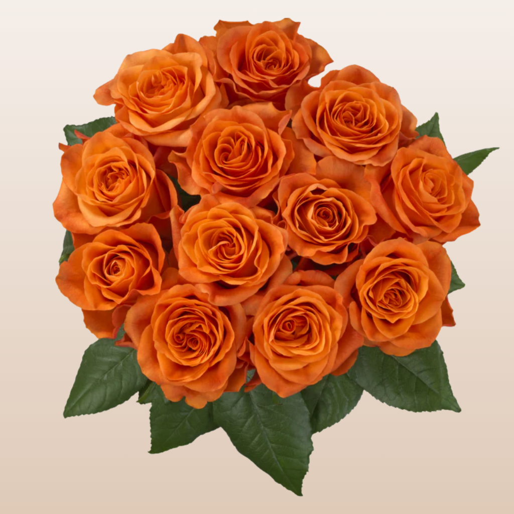 Orange Only Roses