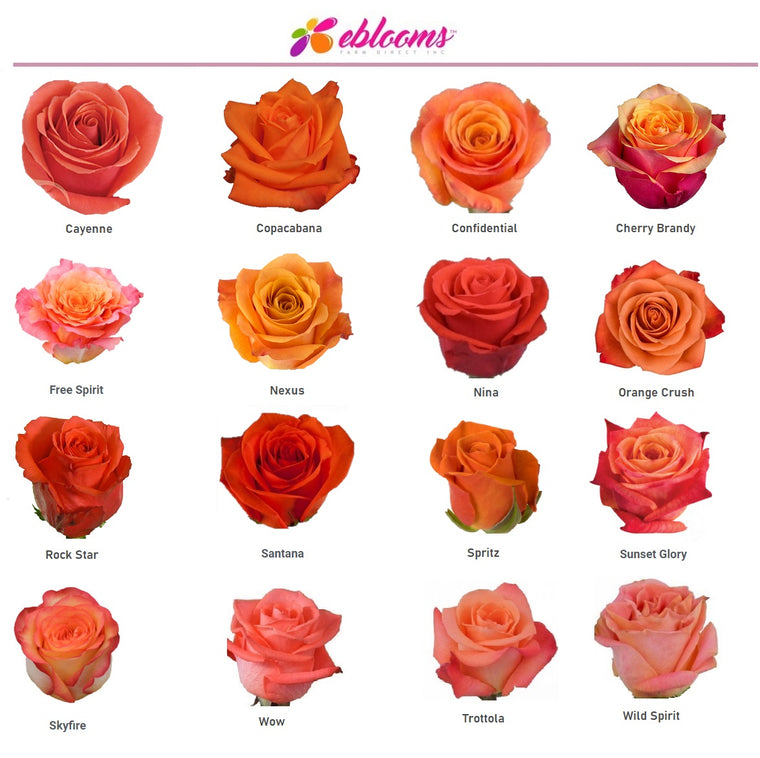 EbloomsDirect - Flowers Delivery Near me - 50 roses $65.00 – Eblooms ...