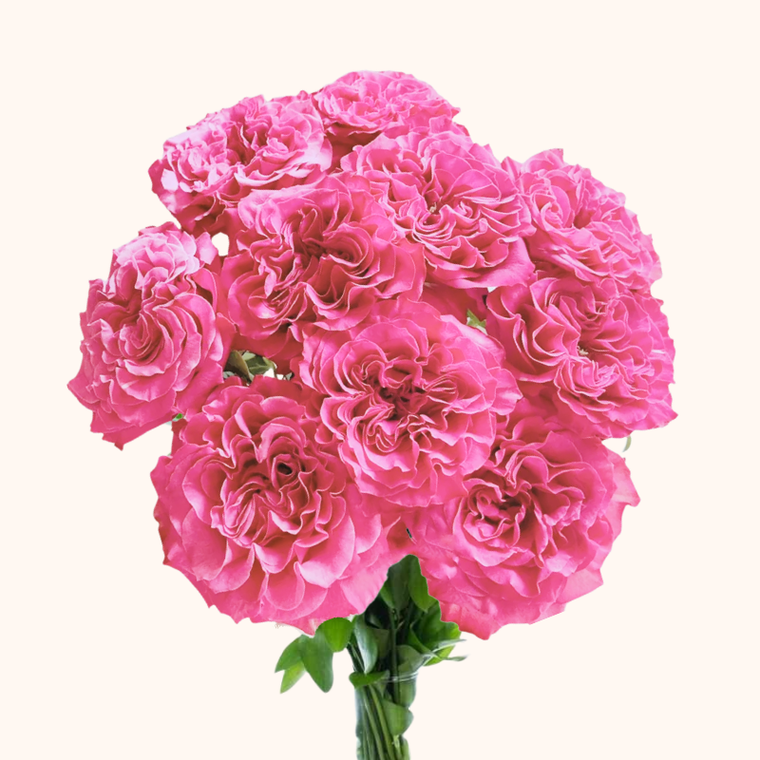 Passion un Pink Garden Roses