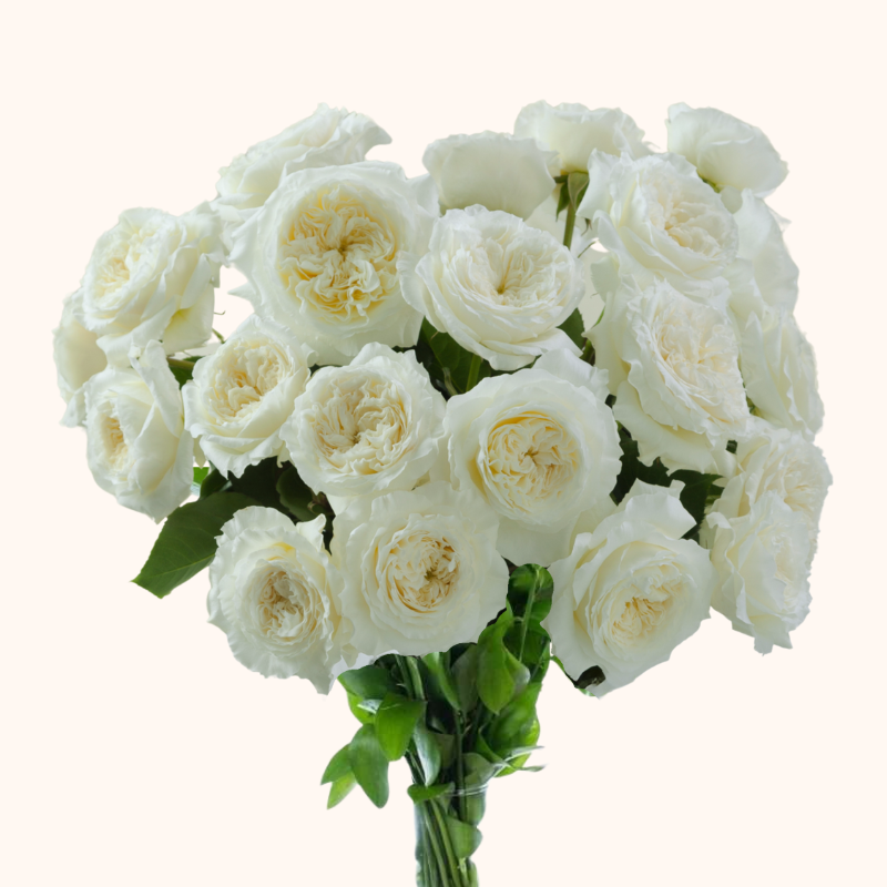 Patience David Austin Ivory Garden Roses