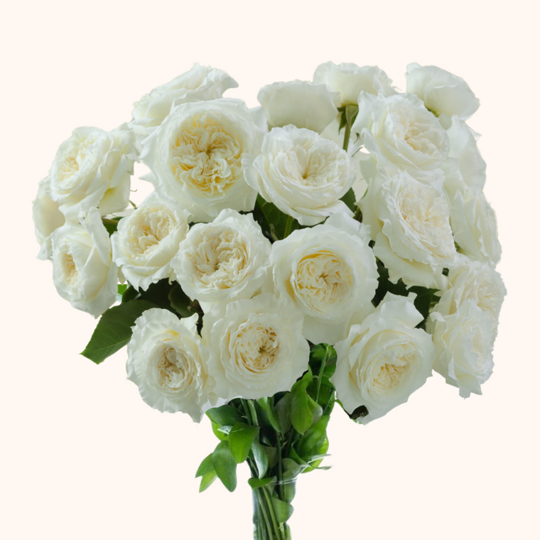 Patience David Austin Ivory Garden Roses
