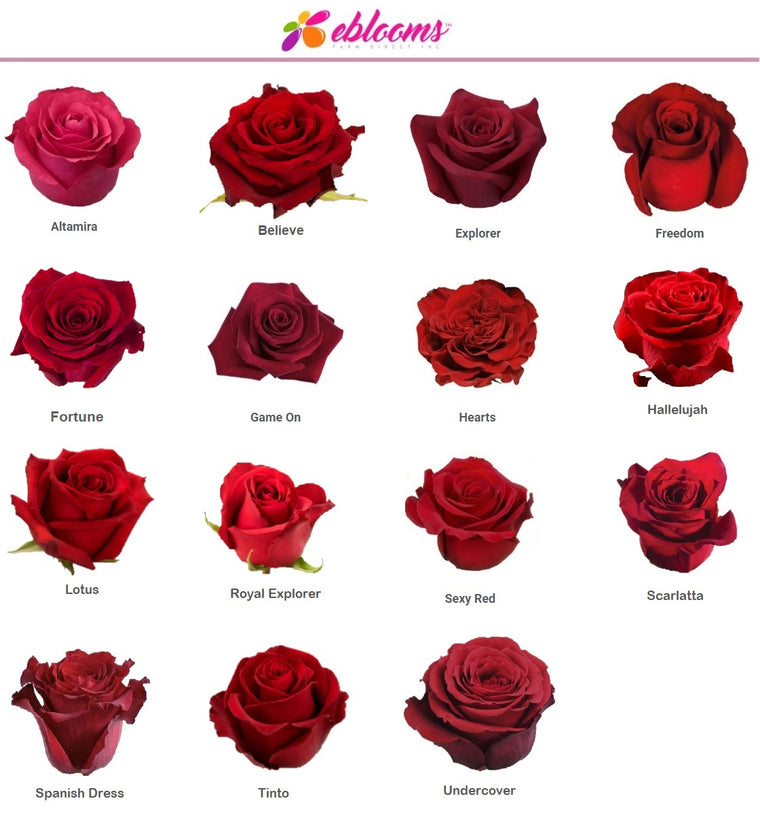 Red Roses Varieties - EbloomsDirect