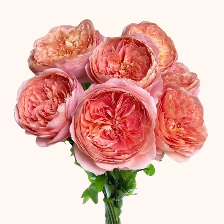 Romantic Antike Garden Roses