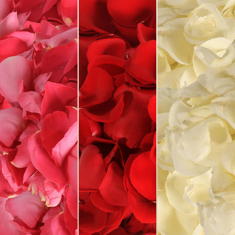 Rose Petals Hot Pink - Red & White