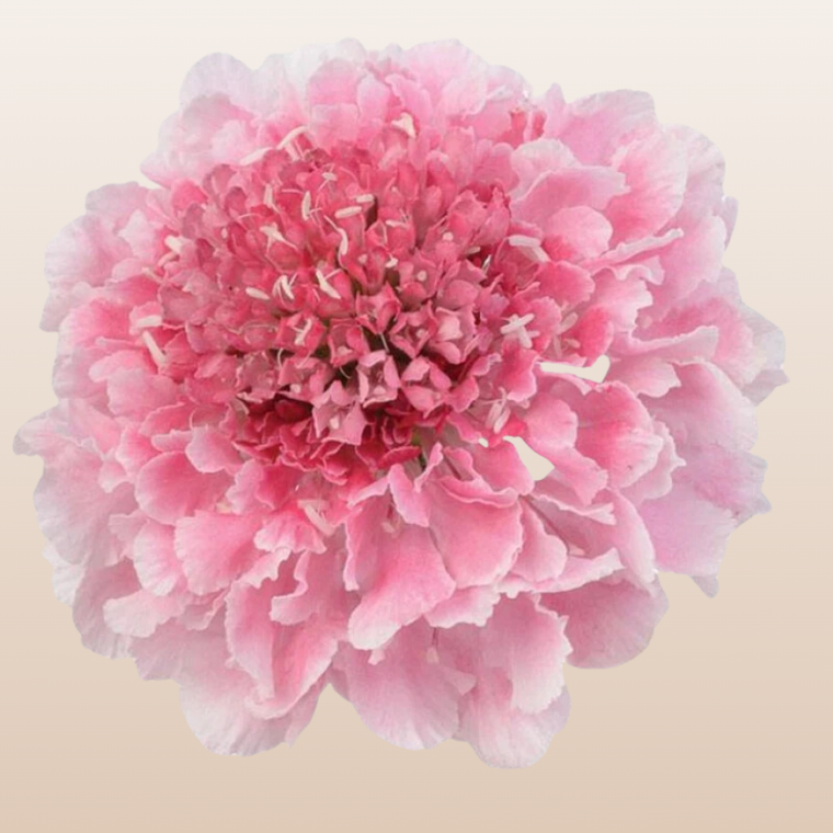 Scabiosa Marshmallow Scoop